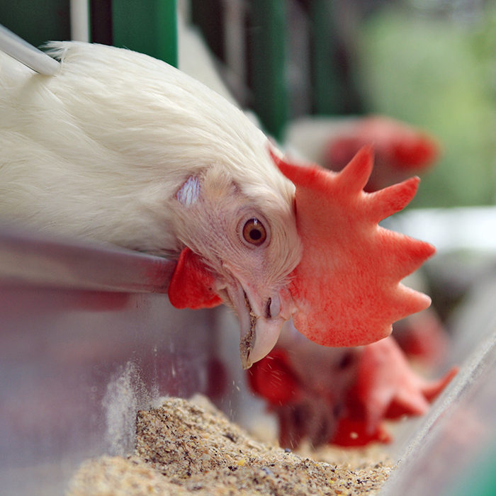 Hen eating feed with amino acids