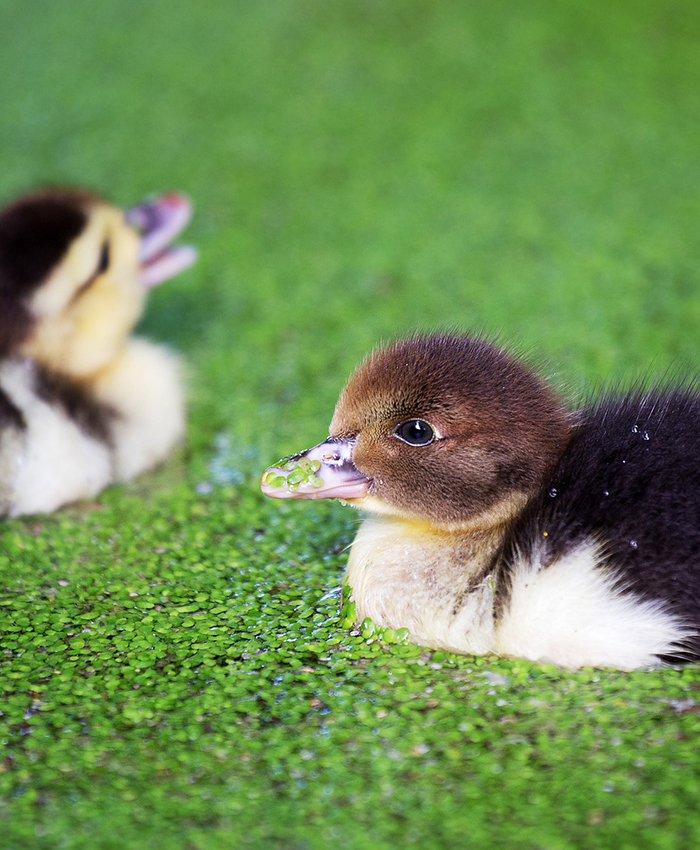 Babyduck In Water