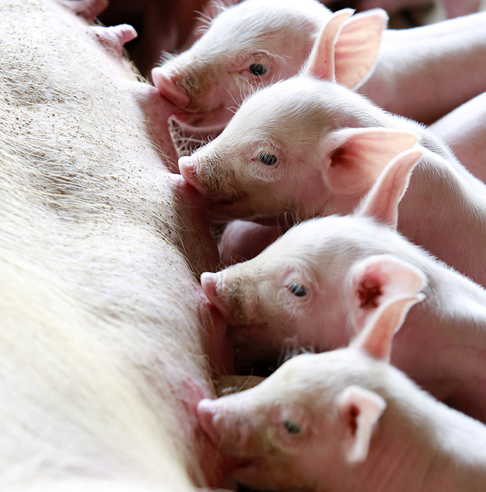 a sow feeding her young