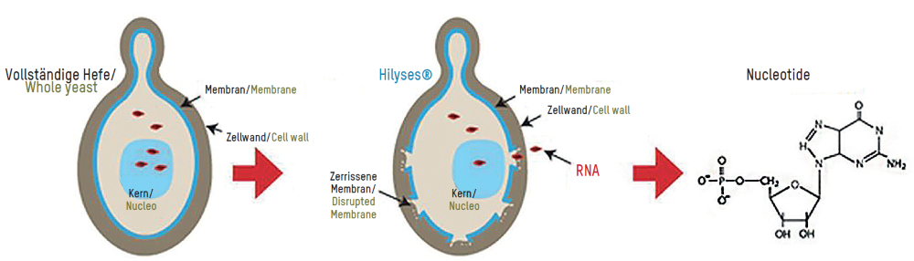 Hydrolosis 2