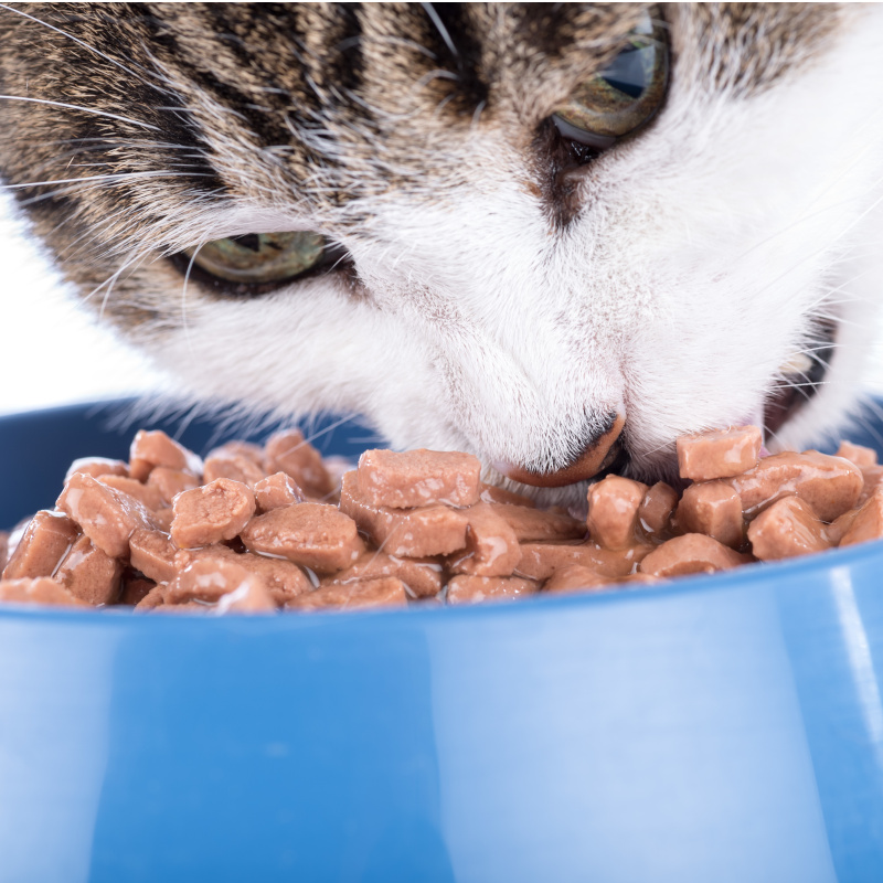 Cat eating wet pet food