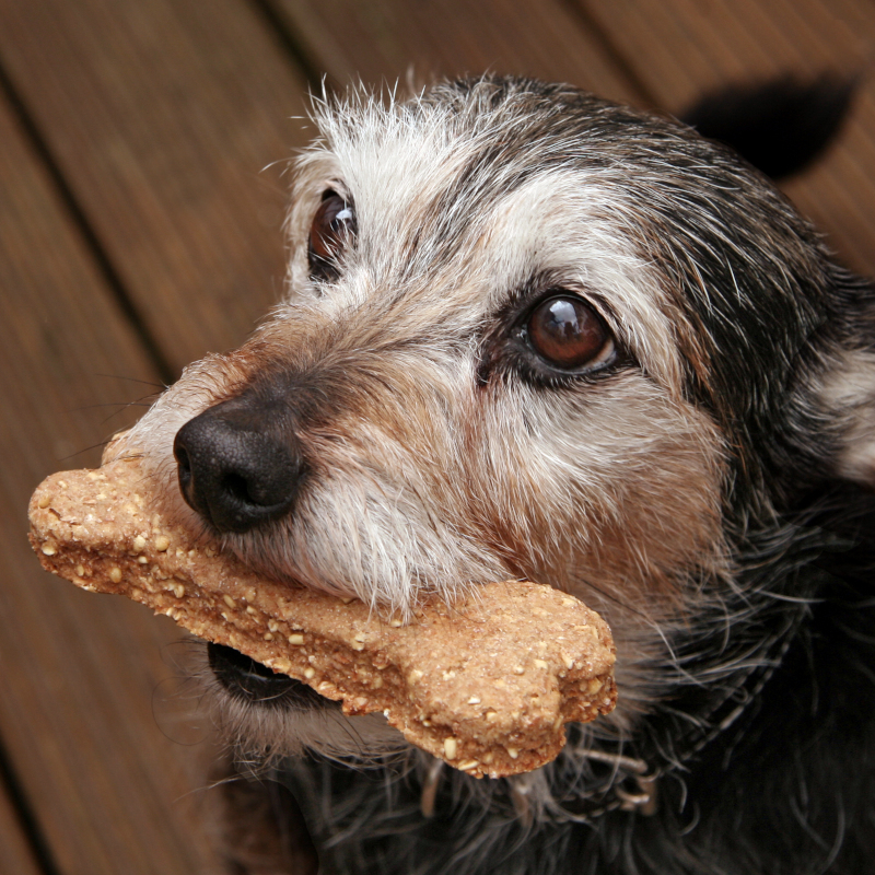 Dog holding a tasty treat